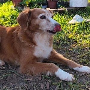 Foto de Mascota Extraviada