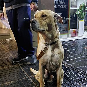 Foto de Mascota Encontrada