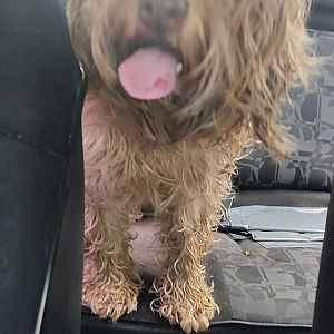 Foto de Mascota Encontrada