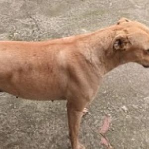 Foto de Mascota Extraviada