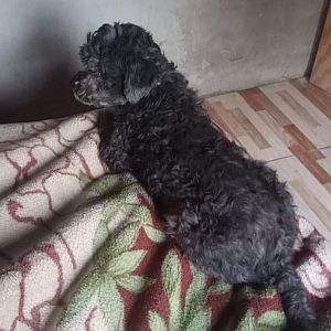 Foto de Mascota Extraviada