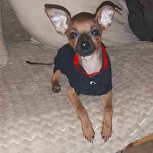 Foto de Mascota Extraviada