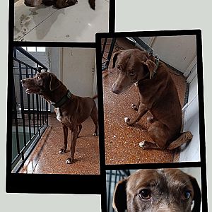 Foto de Mascota Encontrada