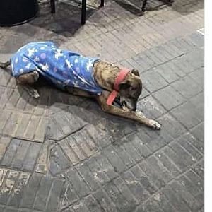 Foto de Mascota Extraviada