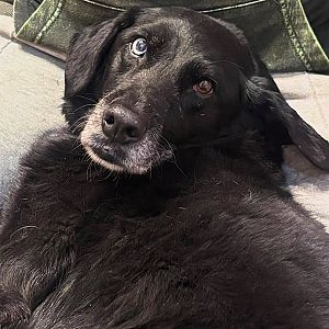 Foto de Mascota Encontrada