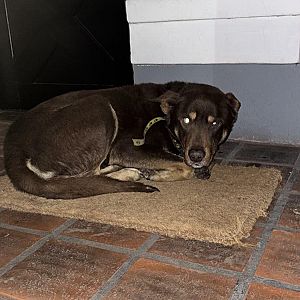Foto de Mascota Encontrada