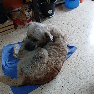 Foto de Mascota Encontrada