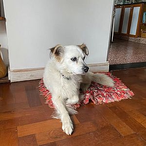 Foto de Mascota Encontrada