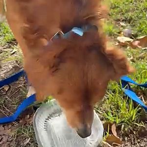 Foto de Mascota Encontrada