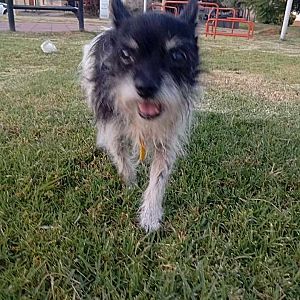 Foto de Mascota Extraviada