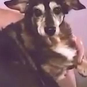 Foto de Mascota Extraviada