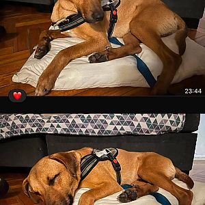 Foto de Mascota Encontrada