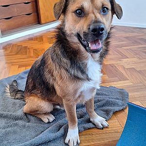 Foto de Mascota Encontrada