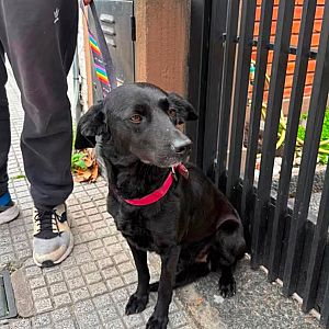 Foto de Mascota Encontrada