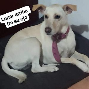 Foto de Mascota Extraviada