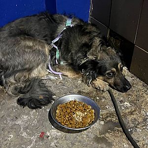 Foto de Mascota Encontrada