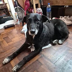 Foto de Mascota Encontrada