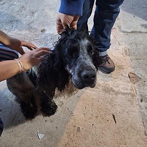 Foto de Mascota Encontrada