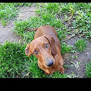 Foto de Mascota Extraviada