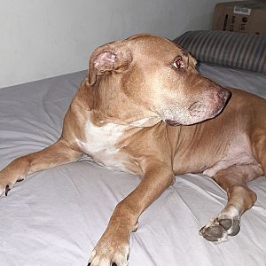 Foto de Mascota Encontrada