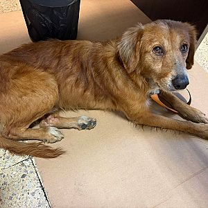 Foto de Mascota Encontrada