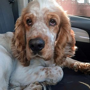 Foto de Mascota Extraviada