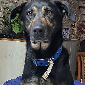 Foto de Mascota Extraviada