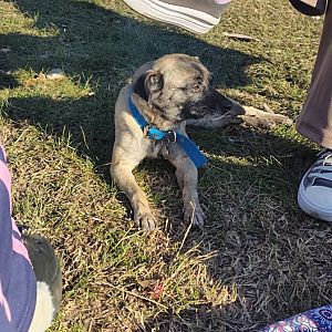 Foto de Mascota Extraviada