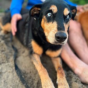 Foto de Mascota Extraviada