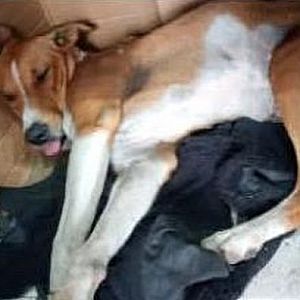 Foto de Mascota Extraviada