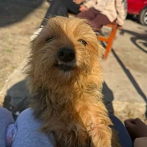 Foto de Mascota Extraviada
