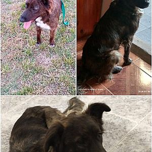 Foto de Mascota Extraviada