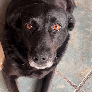 Foto de Mascota Extraviada