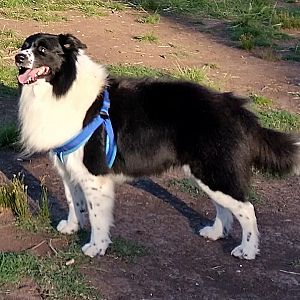 Foto de Mascota Extraviada