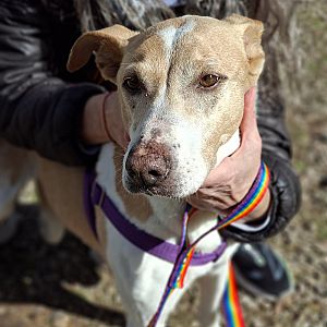 Foto de Mascota Encontrada