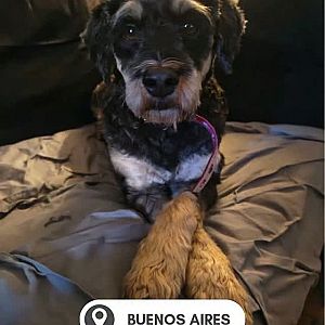 Foto de Mascota Extraviada