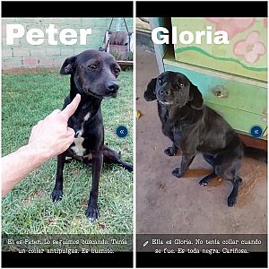 Foto de Mascota Extraviada