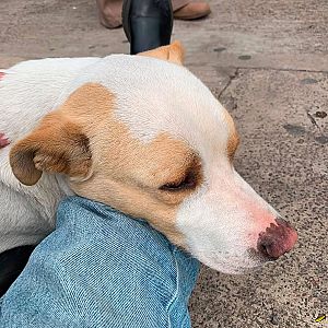 Foto de Mascota Encontrada