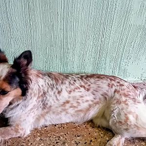 Foto de Mascota Extraviada