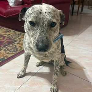 Foto de Mascota Encontrada