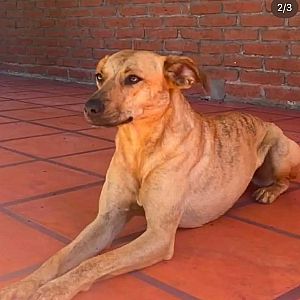 Foto de Mascota Extraviada