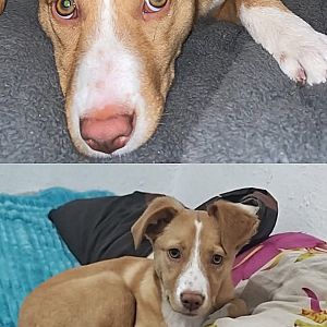 Foto de Mascota Encontrada