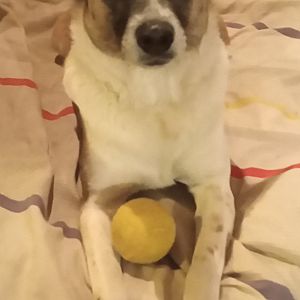 Foto de Mascota Extraviada