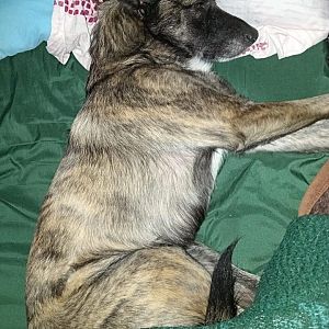 Foto de Mascota Extraviada
