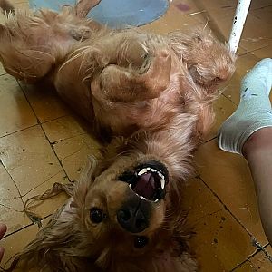 Foto de Mascota Extraviada