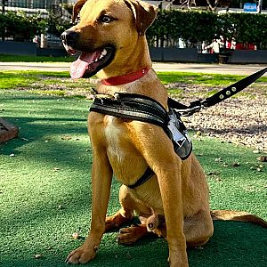 Foto de Mascota Encontrada