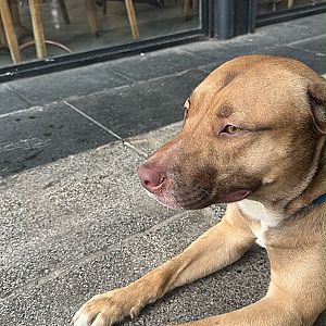 Foto de Mascota Encontrada