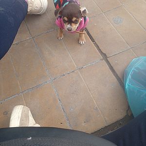 Estreya