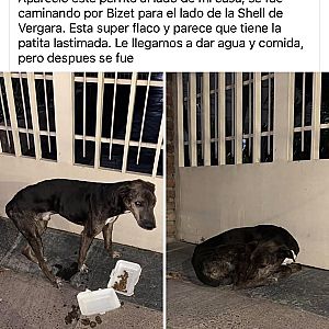 Foto de Mascota Extraviada