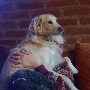 Foto de Mascota Extraviada